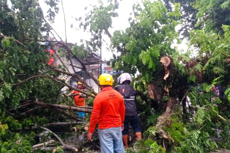 Petugas memotong pohon tua di Jalan Ir Djuanda Kota Rangkasbitung, Kabupaten Lebak yang roboh usai hujan lebat disertai angin kencang dan petir. (Foto: ANTARA)