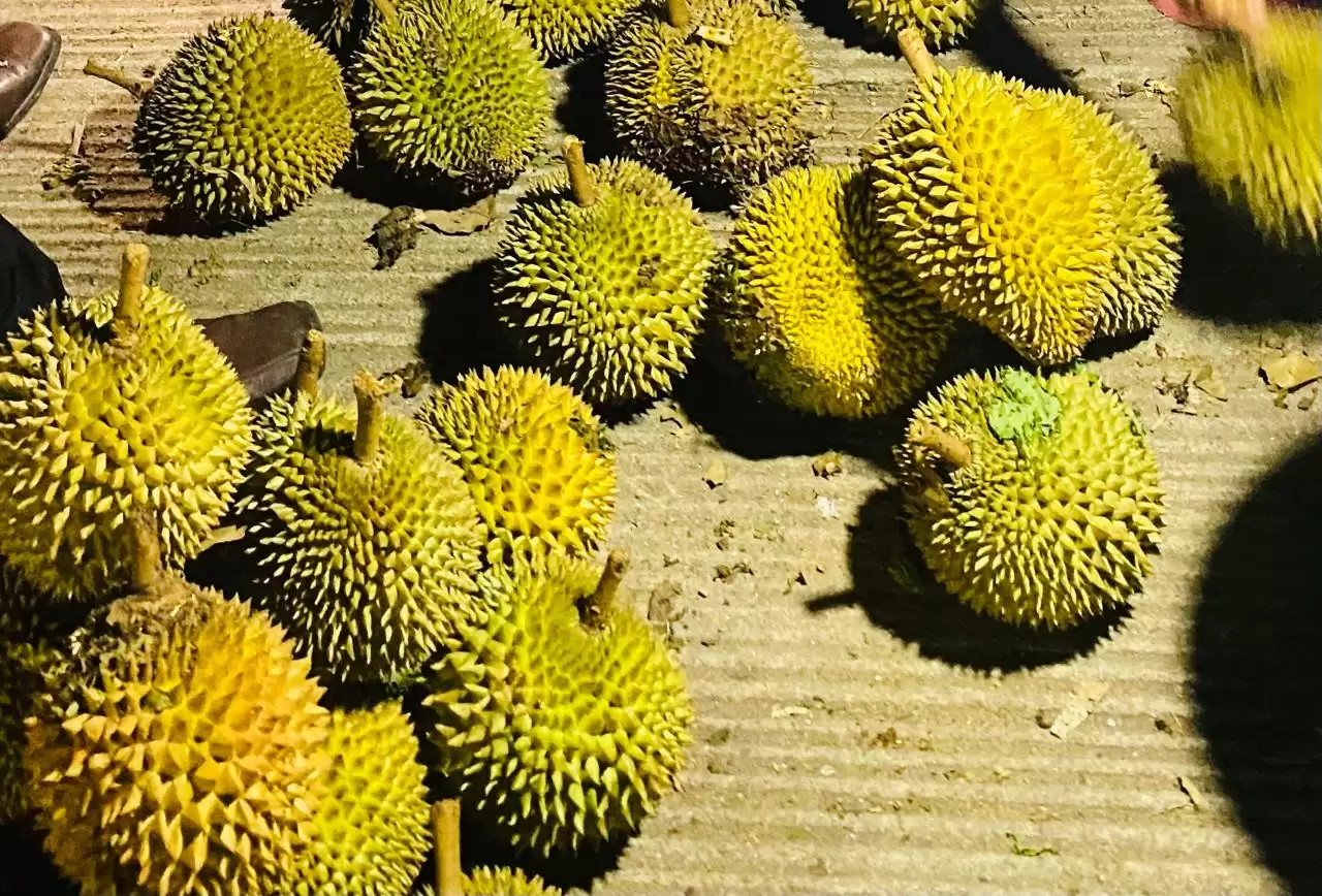 lustrasi durian [Foto: MI/Plo]